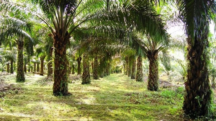 KDM Terbitkan Surat Edaran Larangan Tanam Pohon Sawit